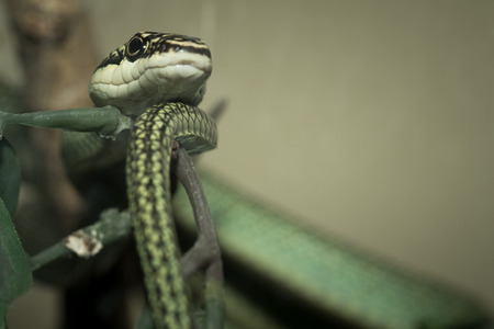 Snake live in showcase in zoo , Thailalnd,selective focus pointの写真素材