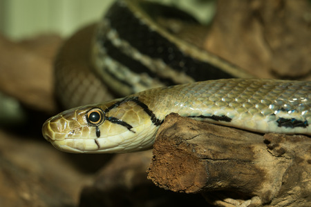 Snake live in showcase in zoo , Thailalnd,selective focus point
