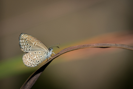 The small butterfly perched on branch in the garden.の写真素材