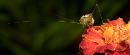 Close up of the little grasshopper in night.