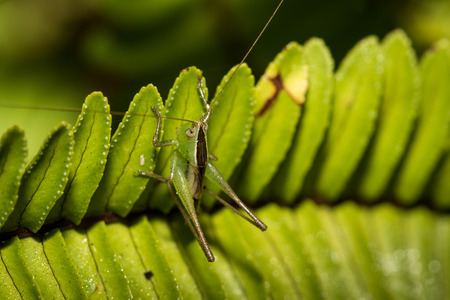 Close up of the little grasshopper on the green leaf.の写真素材