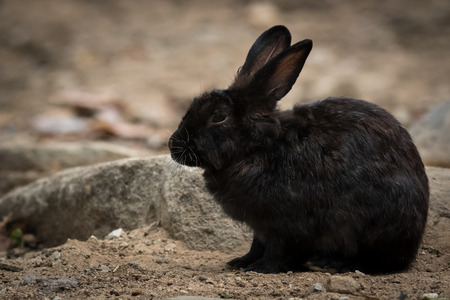 Portrait of black rabbit in the park.の写真素材
