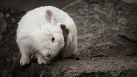 Portrait of white rabbit in the park.の写真素材