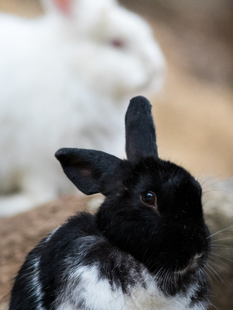 Portrait of small rabbit in the park.の写真素材