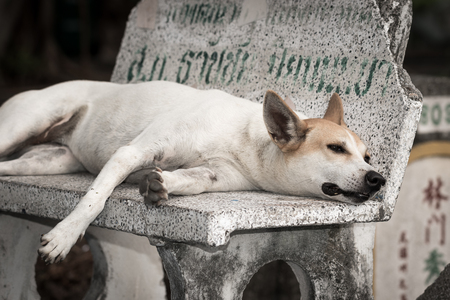 Stray dog living in the park, Bangkok, Thailand.の写真素材