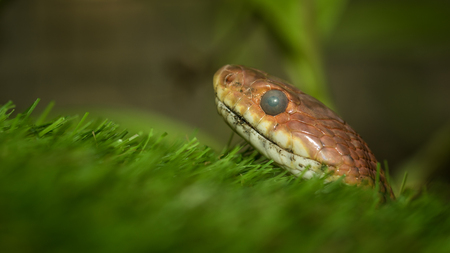Close up of snake's head, selective focus pointの写真素材