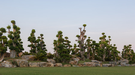 The bonsai trees in garden with blue sky
