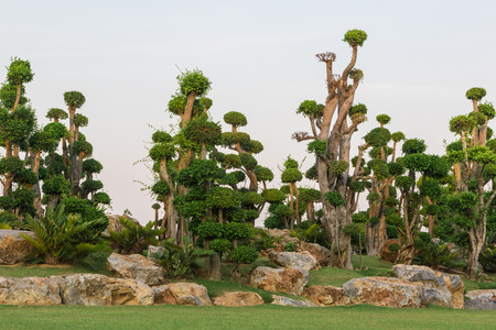 The bonsai trees in garden with white background