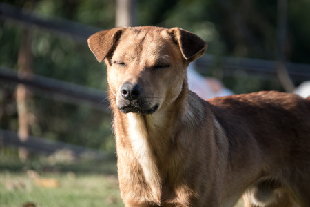 Brown dog standing in the garden