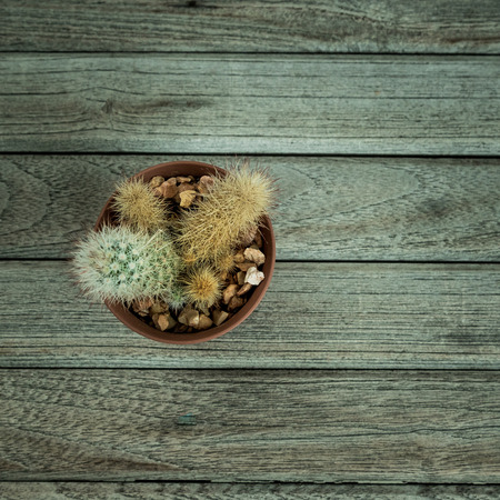 Small cactus on grey  background.の写真素材