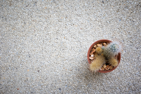 Small cactus on grey  background.の写真素材