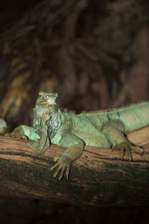 Green iguana on the timber at the zooの写真素材