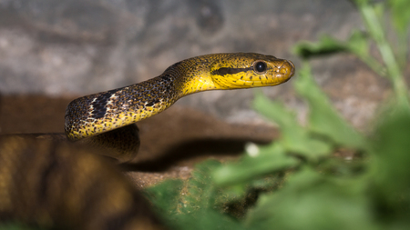 Close up of snake's headの写真素材
