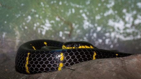 Close up of snake's headの写真素材