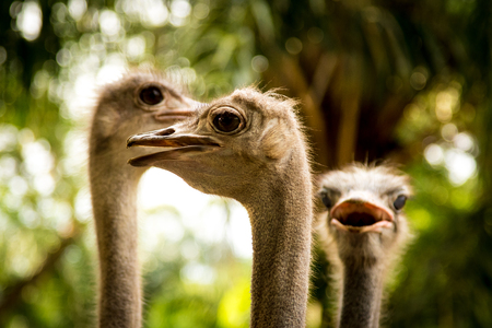Ostrich head wiith blured nature backgroundの写真素材