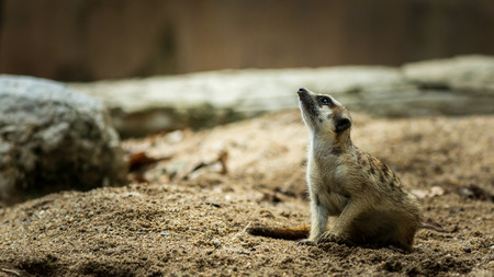 Meerkat or Suricate in the zoo , Thailand