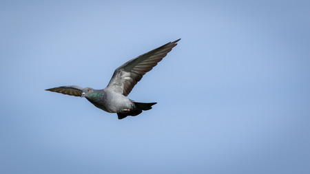 The pigeon flying in the blue sky.の写真素材