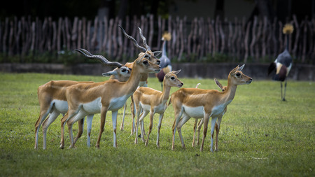 The deers live in the open zoo, Khao Kheow Thailandの写真素材