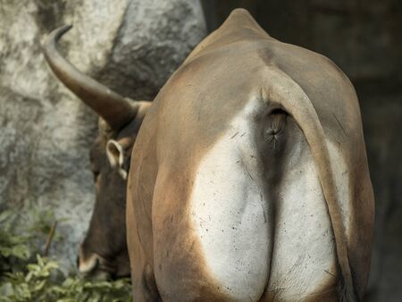 Closeup of a banteng rear with part of the tail.