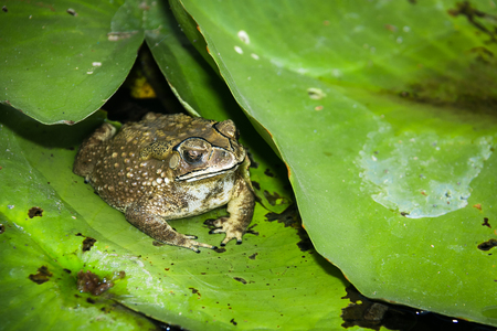 Toad hiding on the leaves in the pond.の写真素材