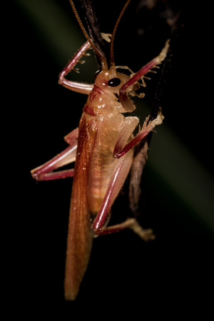 Close up of  little grasshopper on dry leaf.