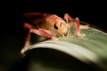 Close up of  little grasshopper on dry leaf.の写真素材