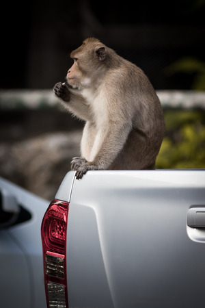 Monkey sitting on white car in the open zoo.の写真素材