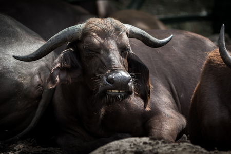 Old buffalo resting in the open zoo.