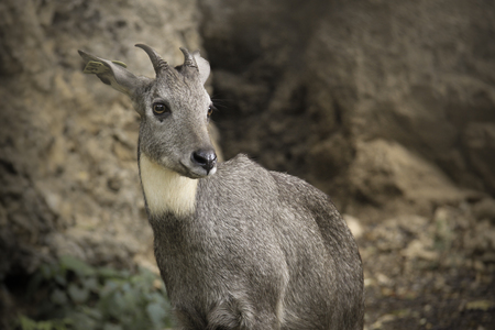 The deer live in the open zoo, Thailandの写真素材