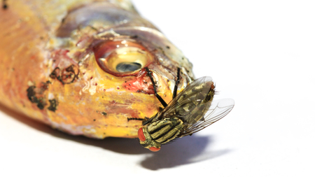 Close up of fly eating dried fish on white background.の写真素材