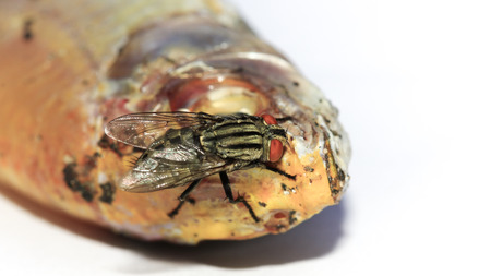 Close up of fly eating dried fish on white background.の写真素材