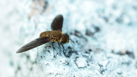 Close up of the little fly on the white wall.