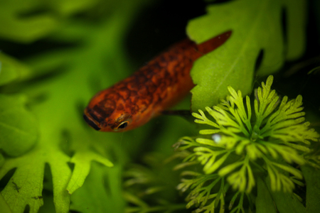 Image of a beautiful little fish in an aquarium.の写真素材