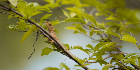 Brown lizard on the tree at the park.の写真素材