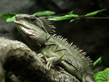 The green iguana in the zoo.