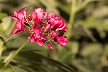 The pink flowers on tree in the backyard.の写真素材