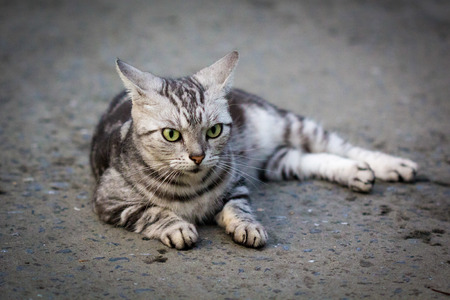 A little grey cat on the road.の写真素材