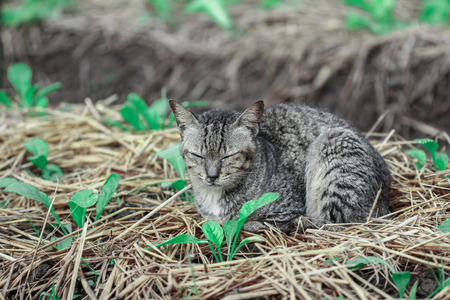 A little grey cat living in the farm.の写真素材