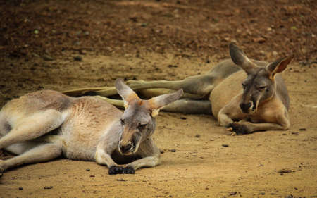 Two brown kangaroos sleeping on the ground in national park.の写真素材