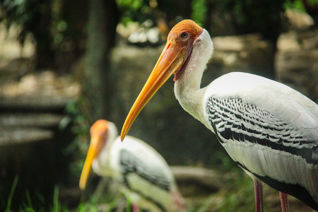 Two Painted Storks in a zoo in Thailandの写真素材