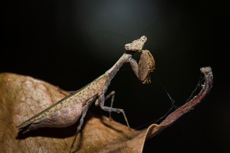 Close up of the brown mantis on the dry leaves.の写真素材