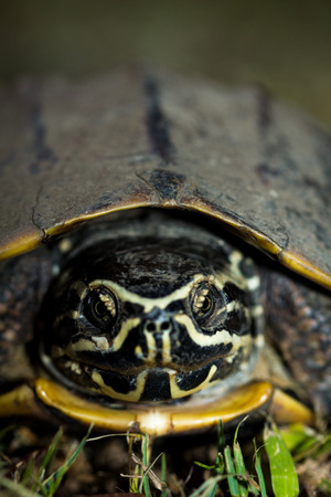 The Snail-eating turtle in the garden.