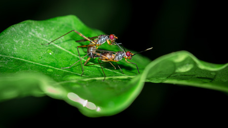 Two bugs live in the garden.の写真素材