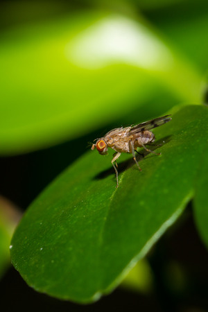 Close up of the little fly on the green leaf.の写真素材