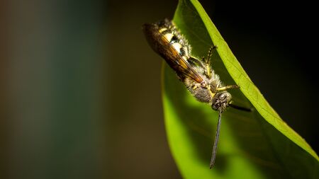 The small bug perched on green leaves in the garden.の写真素材