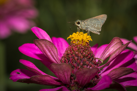 The butterfly perched on purple flower in the garden.の写真素材