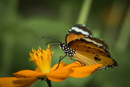 The butterfly perched on yellow flower in the garden.の写真素材