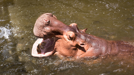 A big hippopotamus in the water in the zooの写真素材