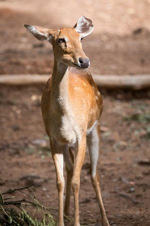 The deer live in the zoo, Thailandの写真素材