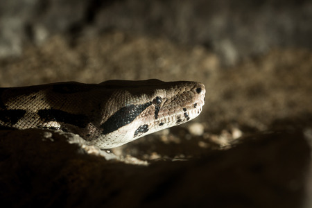 Big snake living in showcase in zoo , Thailand